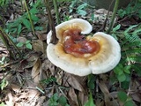 Ganoderma curtisii image
