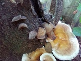 Ganoderma curtisii image