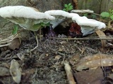 Ganoderma curtisii image