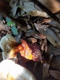 Ganoderma curtisii image