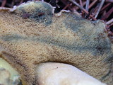 Suillus tomentosus image