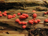 Lycogala epidendrum image