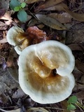 Ganoderma curtisii image