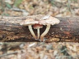 Pholiota polychroa image