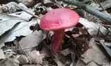 Butyriboletus frostii image