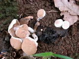 Asterophora lycoperdoides image