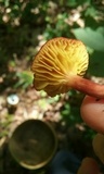 Phylloporus rhodoxanthus image