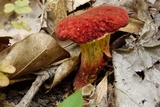 Boletus chrysenteron image