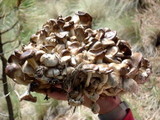 Lyophyllum decastes image