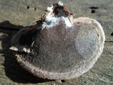 Nigroporus vinosus image