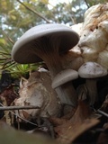 Entoloma abortivum image
