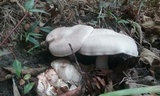 Entoloma abortivum image