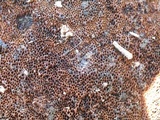 Ganoderma sessile image