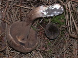 Tylopilus porphyrosporus image