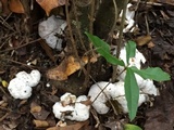 Entoloma abortivum image
