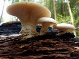 Neolentinus lepideus image