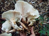 Neolentinus lepideus image