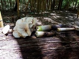 Neolentinus lepideus image