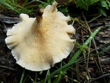 Lentinus crinitus image
