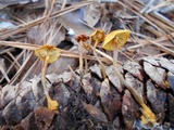 Xeromphalina cauticinalis image