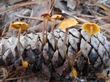 Xeromphalina cauticinalis image