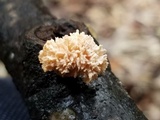 Xylaria cubensis image