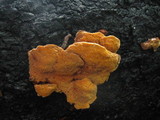 Pycnoporellus fulgens image