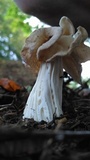 Helvella crispa image
