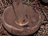 Tylopilus porphyrosporus image