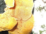 Pycnoporellus fulgens image