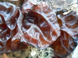 Exidia recisa image
