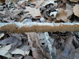 Hydnoporia olivacea image