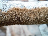 Hydnoporia olivacea image