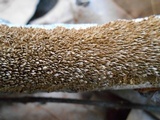 Hydnoporia olivacea image