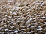 Hydnoporia olivacea image