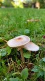 Lepiota cristata image