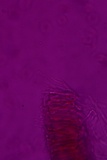 Dacrymyces stillatus image
