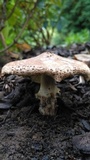 Echinoderma asperum image