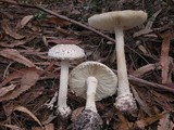 Amanita ananiceps image