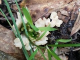 Tremellodendron schweinitzii image