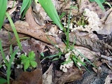 Tremellodendron schweinitzii image