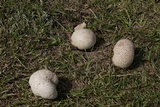 Calvatia cyathiformis image