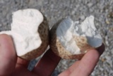 Calvatia cyathiformis image