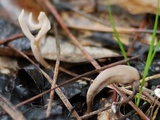 Clavulina rugosa image
