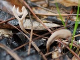 Clavulina rugosa image