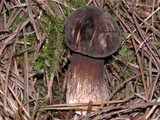 Tylopilus porphyrosporus image