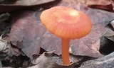 Hygrocybe miniata image