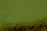 Mycena inclinata image