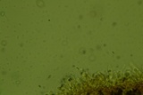 Mycena inclinata image