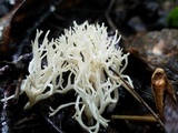 Ramariopsis kunzei image